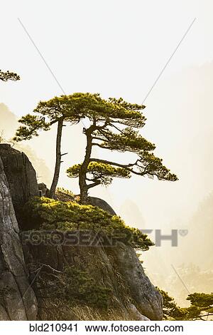 Stock Image - Tree growing on rocky mountain, Huangshan, Anhui, China. Fotosearch