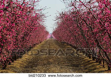 Stock Image - Trees flowering in orchard. Fotosearch