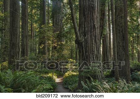 Stock Image - Trees growing in state park forest, California, United States. Fotosearch