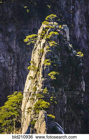 Stock Photograph - Trees growing on rocky mountains, Huangshan, Anhui, China. Fotosearch