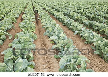 Stock Image - Vegetable crop. Fotosearch