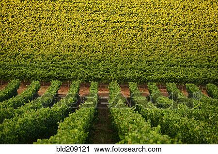 Vineyard, Sonoma, California, United States View Large Photo Image Stock Image - Vineyard, Sonoma, California, United States. Fotosearch