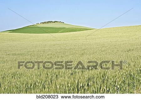 Stock Image - Wheat Field. Fotosearch