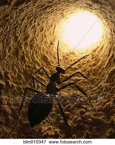 Ant crawling out of hole View Large Photo Image Stock Photo - Ant crawling out of hole. Fotosearch