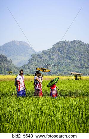 Asian family walking under parasols in rural field View Large Photo Image Stock Image - Asian family walking under parasols in rural field. Fotosearch