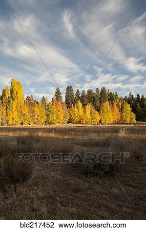 Autumn trees in remote field View Large Photo Image Stock Image - Autumn trees in remote field. Fotosearch