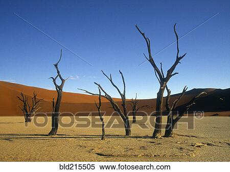 Stock Photography - Bare trees in remote desert. Fotosearch