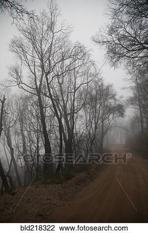 Bare trees over misty dirt path View Large Photo Image Stock Image - Bare trees over misty dirt path. Fotosearch