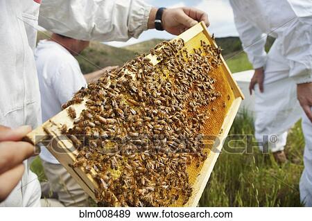 Beekeepers checking frame covered in bees View Large Photo Image Stock Photo - Beekeepers checking frame covered in bees. Fotosearch