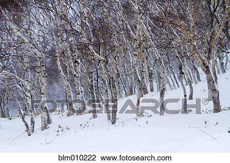 Birch tree and snow covered ground View Large Photo Image Stock Image - Birch tree and snow covered ground. Fotosearch