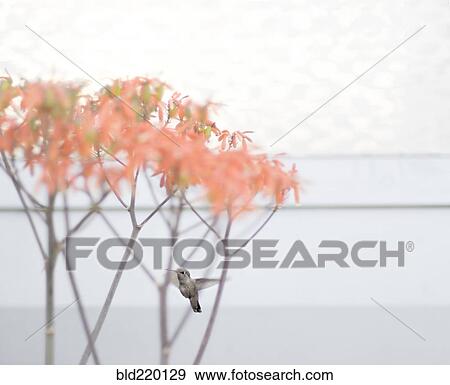 Bird perching on tree branches View Large Photo Image Stock Photo - Bird perching on tree branches. Fotosearch