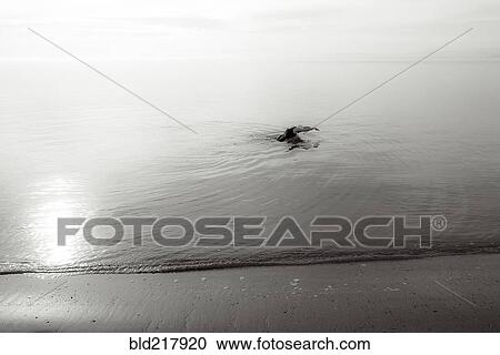 Stock Image - Bird swimming in ocean. Fotosearch