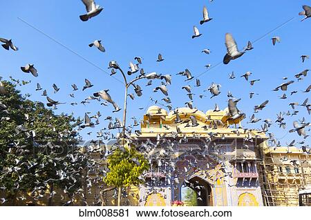 Birds flying over Jaipur city palace View Large Photo Image Stock Image - Birds flying over Jaipur city palace. Fotosearch