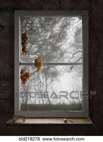 Bunches of grapes hanging in window View Large Photo Image Stock Photo - Bunches of grapes hanging in window. Fotosearch