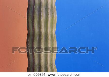Cactus against colorful walls View Large Photo Image Stock Image - Cactus against colorful walls. Fotosearch