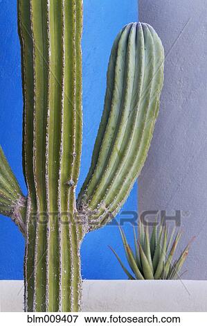 Cactus against colorful walls View Large Photo Image Stock Photo - Cactus against colorful walls. Fotosearch