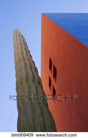 Cactus against colorful walls View Large Photo Image Stock Photo - Cactus against colorful walls. Fotosearch