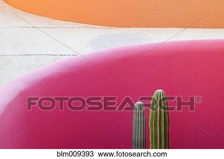 Cactus against pink wall View Large Photo Image Stock Image - Cactus against pink wall. Fotosearch