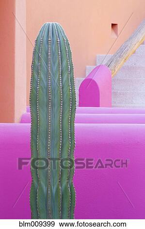 Cactus against pink wall View Large Photo Image Stock Photo - Cactus against pink wall. Fotosearch