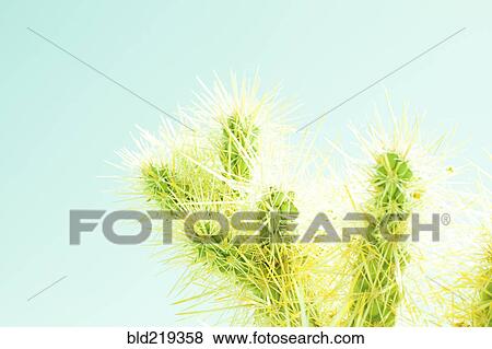 Cactus plant under blue sky View Large Photo Image Stock Photo - Cactus plant under blue sky. Fotosearch