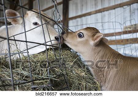 Calf and cow nuzzling through barn fence View Large Photo Image Stock Photo - Calf and cow nuzzling through barn fence. Fotosearch