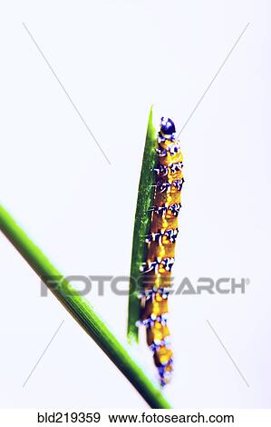 Caterpillar crawling on plant View Large Photo Image Stock Photo - Caterpillar crawling on plant. Fotosearch