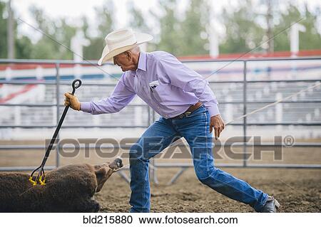 Stock Image - Caucasian cowboy branding cattle in rodeo. Fotosearch