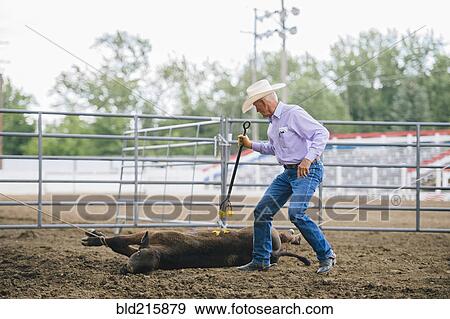 Stock Photo - Caucasian cowboy branding cattle in rodeo. Fotosearch