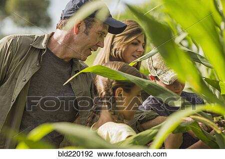 Stock Image - Caucasian family examining corn crops on farm. Fotosearch