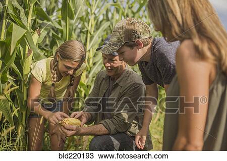 Stock Image - Caucasian family examining corn crops on farm. Fotosearch