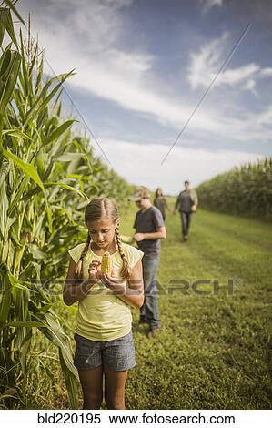 Stock Photography - Caucasian family examining corn crops on farm. Fotosearch