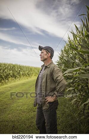 Caucasian farmer standing in corn crops View Large Photo Image Picture - Caucasian farmer standing in corn crops. Fotosearch