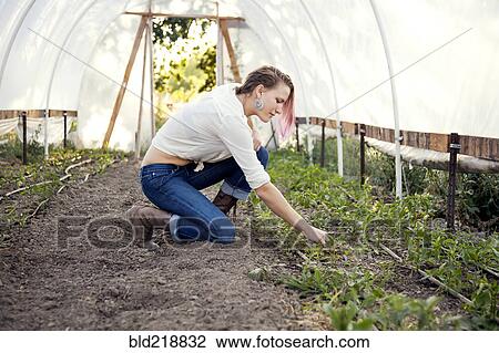 Stock Image - Caucasian farmer weeding plants in greenhouse. Fotosearch