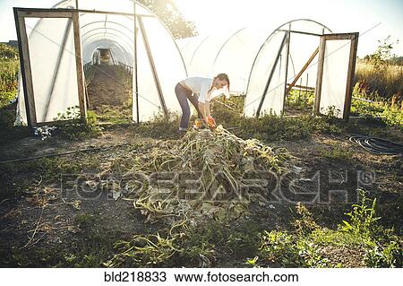 Stock Image - Caucasian farmer weeding plants in greenhouse. Fotosearch