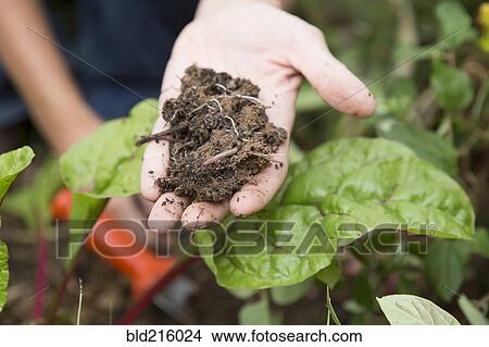 Picture - Caucasian gardener holding clump of dirt. Fotosearch