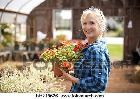 Caucasian gardener holding potted plant in greenhouse View Large Photo Image Stock Photograph - Caucasian gardener holding potted plant in greenhouse. Fotosearch