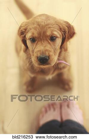 Caucasian girl standing with obedient puppy View Large Photo Image Stock Image - Caucasian girl standing with obedient puppy. Fotosearch