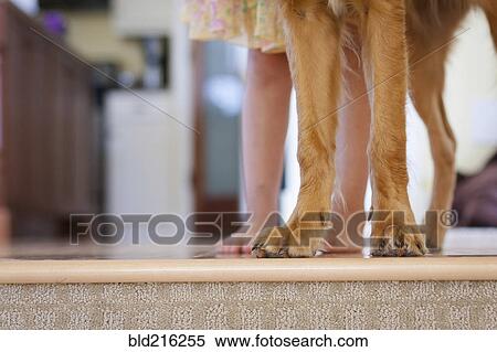 Caucasian girl standing with puppy at edge of step View Large Photo Image Stock Photography - Caucasian girl standing with puppy at edge of step. Fotosearch