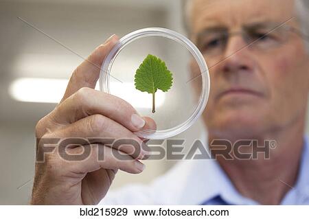 Stock Photo - Caucasian scientist examining leaf in laboratory. Fotosearch