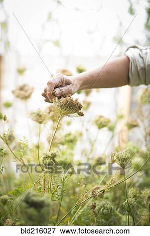 Caucasian woman harvesting flower seeds in garden View Large Photo Image Stock Photo - Caucasian woman harvesting flower seeds in garden. Fotosearch