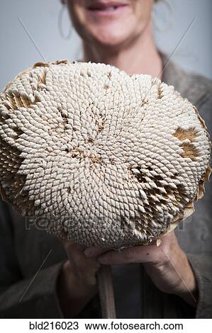 Stock Image - Caucasian woman holding dried sunflower with seeds. Fotosearch