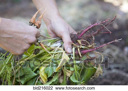 Caucasian woman holding fresh vegetables in garden View Large Photo Image Stock Image - Caucasian woman holding fresh vegetables in garden. Fotosearch