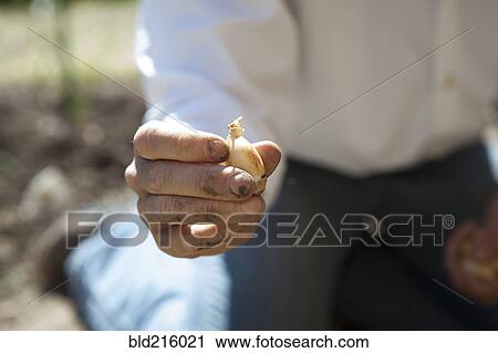 Stock Image - Caucasian woman holding vegetable in garden. Fotosearch