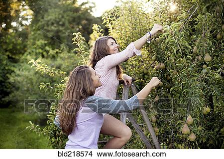 Picture - Caucasian women picking fruit in orchard. Fotosearch