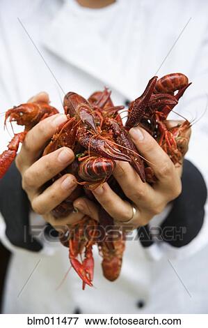 Stock Photo - Chef holding handful of shellfish. Fotosearch