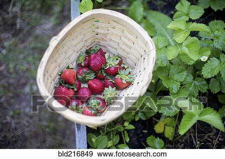 Close up of basket of strawberries in garden View Large Photo Image Stock Photo - Close up of basket of strawberries in garden. Fotosearch