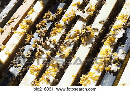 Stock Image - Close up of bees working on beehive. Fotosearch