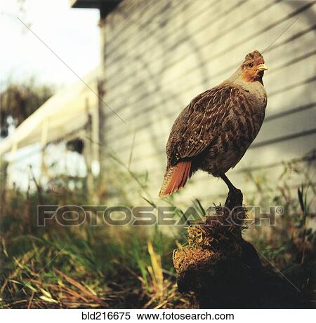 Close up of bird perching on nest in grass View Large Photo Image Stock Photography - Close up of bird perching on nest in grass. Fotosearch