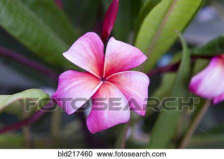 Stock Image - Close up of blooming flower. Fotosearch