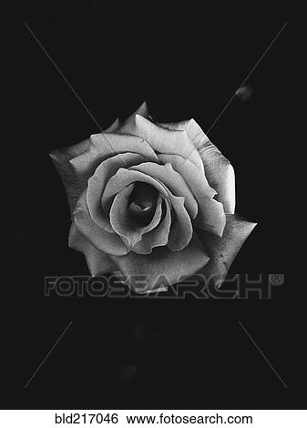 Stock Photograph - Close up of blooming rose. Fotosearch